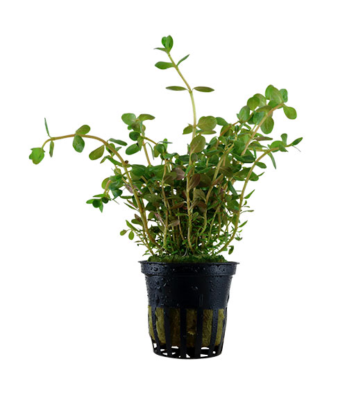 Rotala rotundifolia
