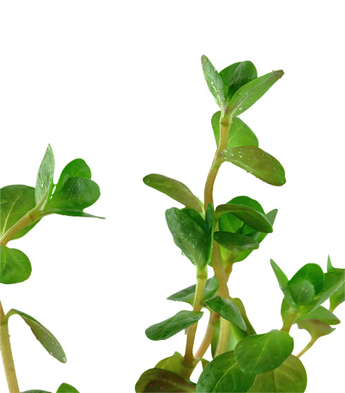 Rotala rotundifolia