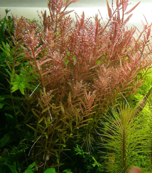 Rotala rotundifolia