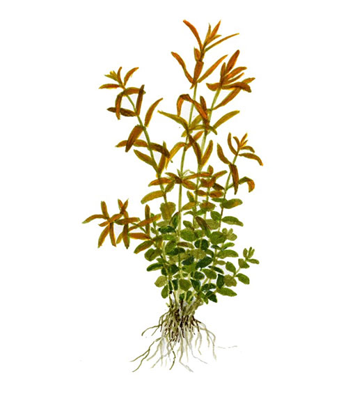 Rotala rotundifolia