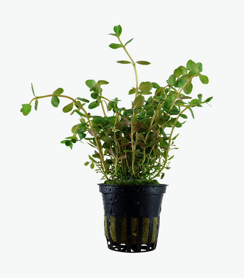 Rotala rotundifolia