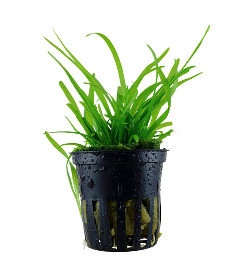 Sagittaria subulata