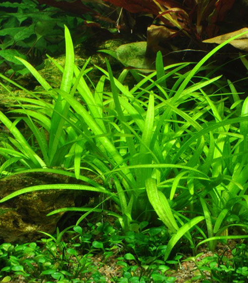 Sagittaria subulata