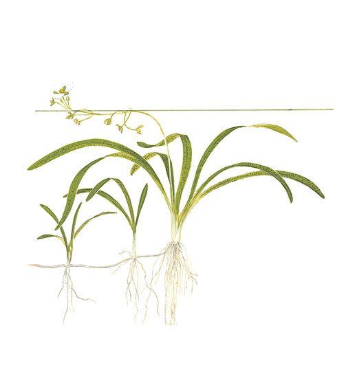Sagittaria subulata