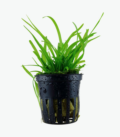 Sagittaria subulata