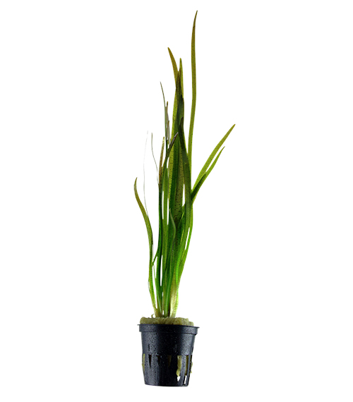 Vallisneria spiralis 'Tiger'