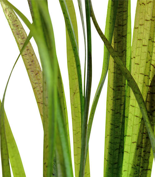 Vallisneria spiralis 'Tiger'