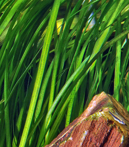 Vallisneria spiralis 'Tiger'
