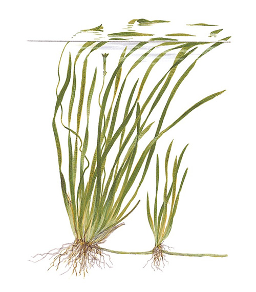Vallisneria spiralis 'Tiger'