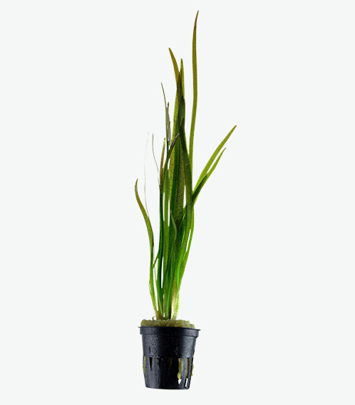Vallisneria spiralis 'Tiger'