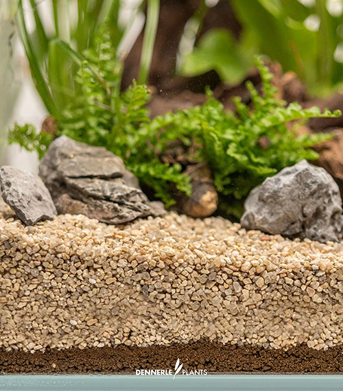 dennerle-plants-substrate